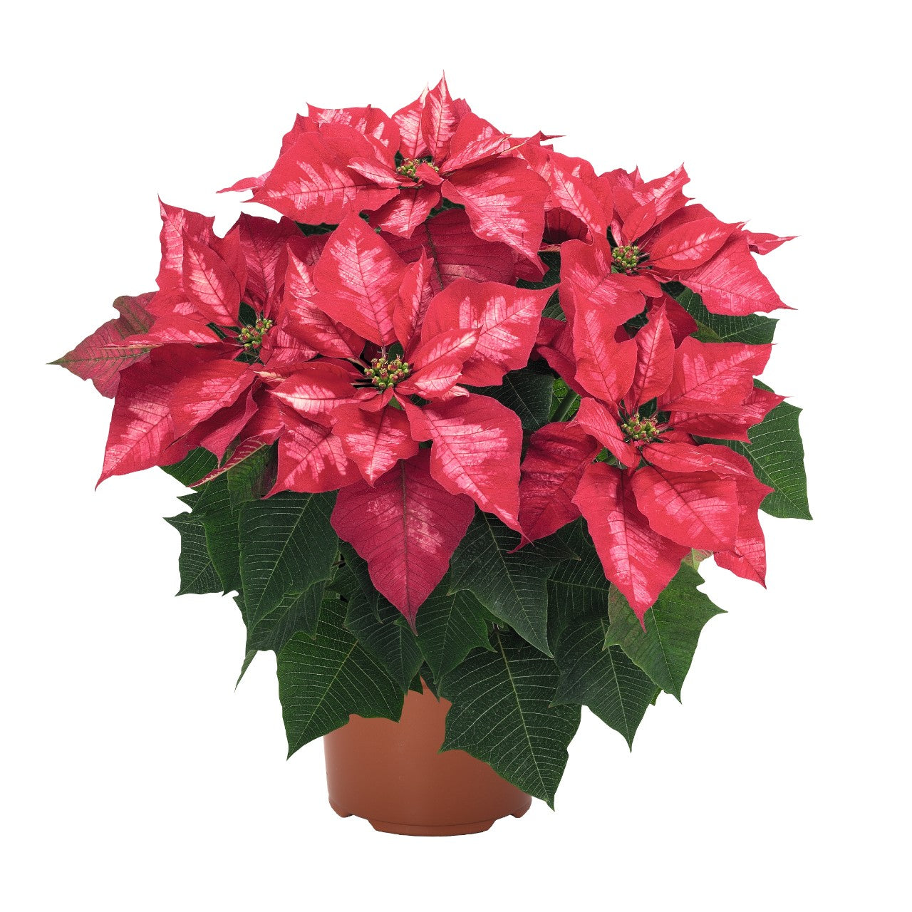 Premium Poinsettias (Package of Five)