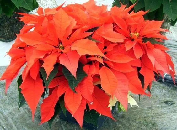 Premium Poinsettias (Package of Three)