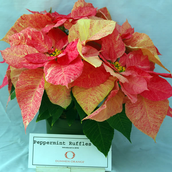 Premium Poinsettias (Package of Five)