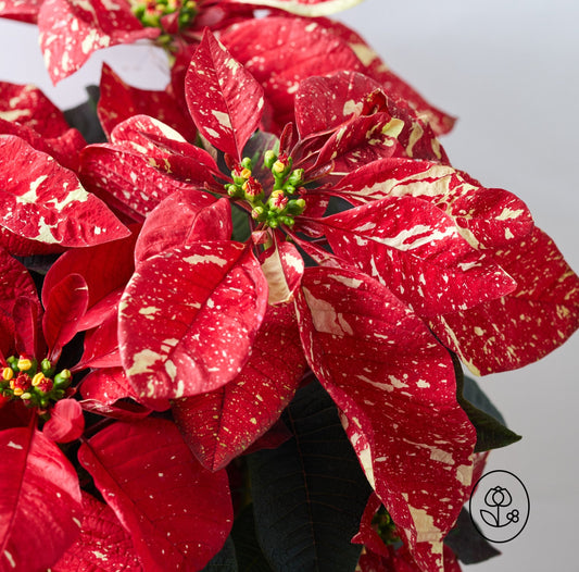 Premium Poinsettias (Package of Five)