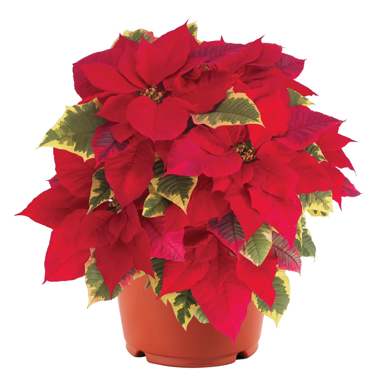 Premium Poinsettias (Package of Five)
