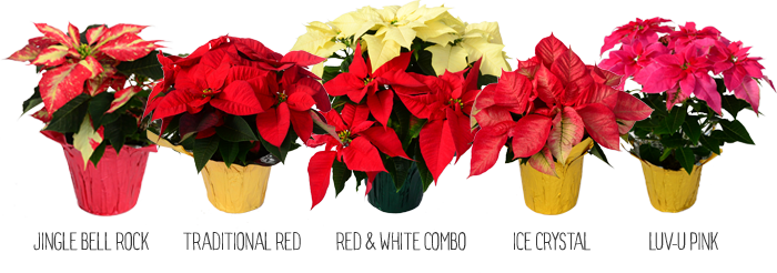 Premium Poinsettias (Package of Five)